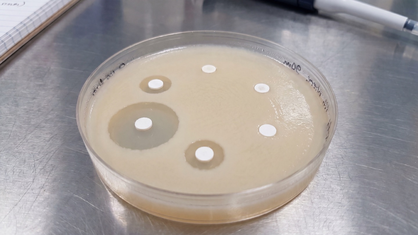Чашка Петри с тестом disc diffusion на Candida albicans: вокруг диска с ЭКОР-К — самая большая зона ингибирования